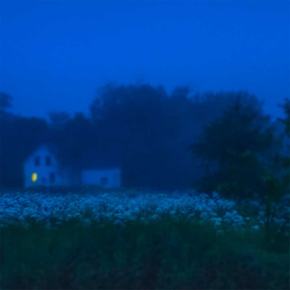 Flower Field Night, Warren Maine